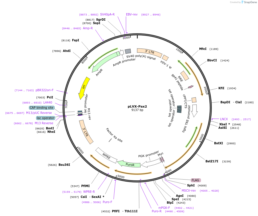 241796-plasmid-map-sequence-id-485652