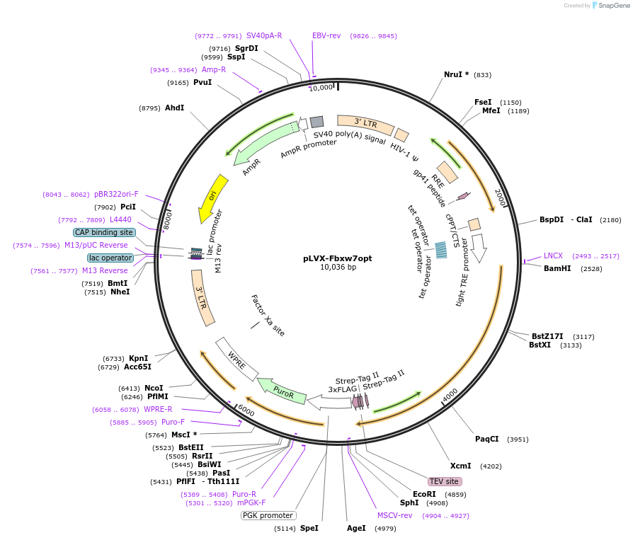 241795-plasmid-map-sequence-id-485653