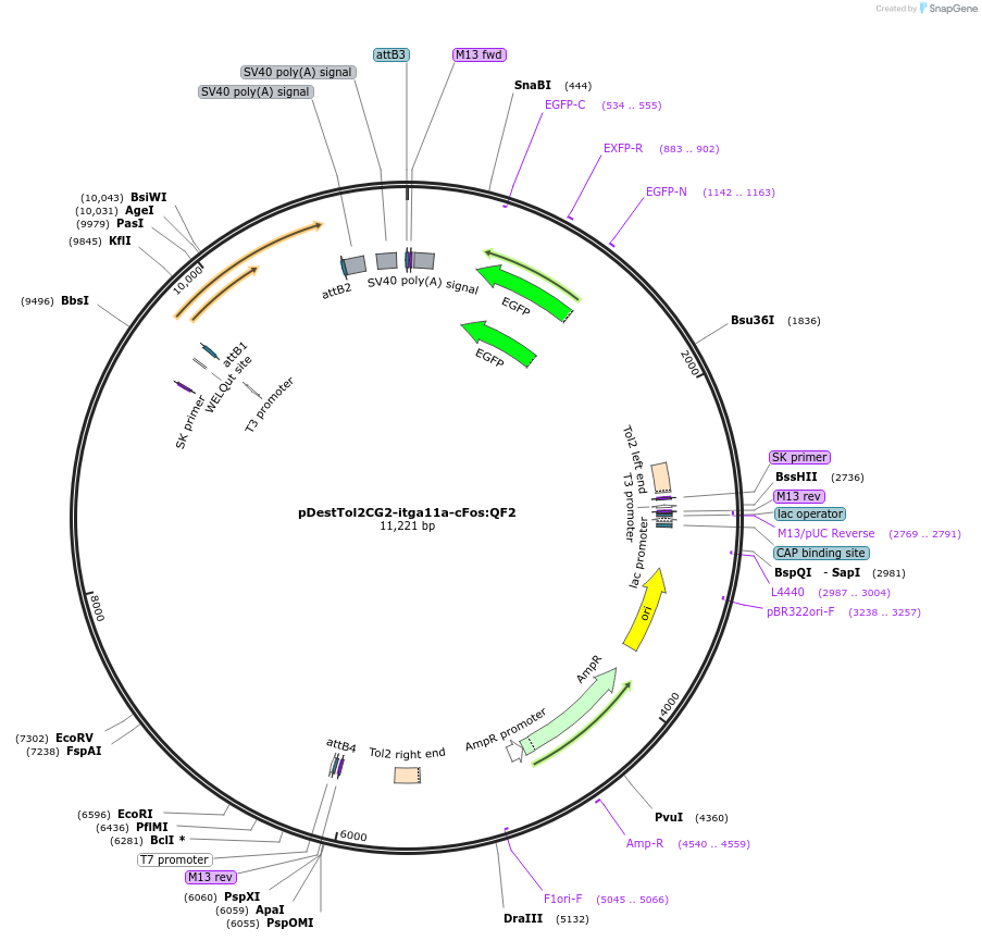 240523-plasmid-map-sequence-id-485693