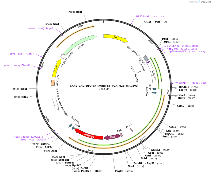 227779-plasmid-map-sequence-id-485697