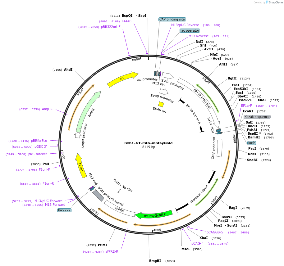 241387-plasmid-map-sequence-id-485700