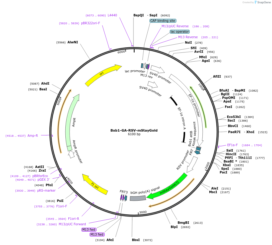 241381-plasmid-map-sequence-id-485701
