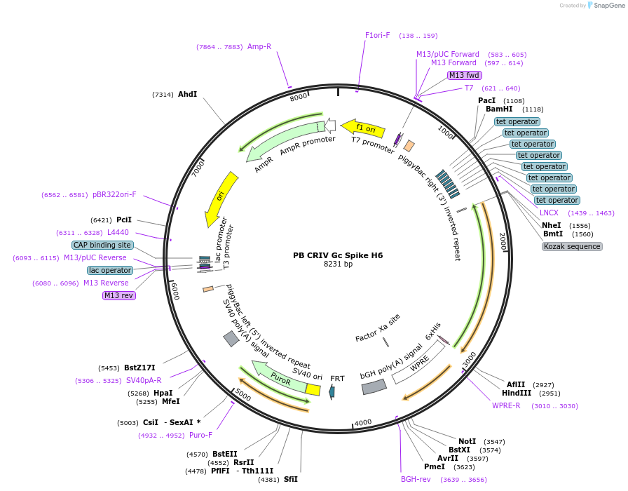 240163-plasmid-map-sequence-id-485702