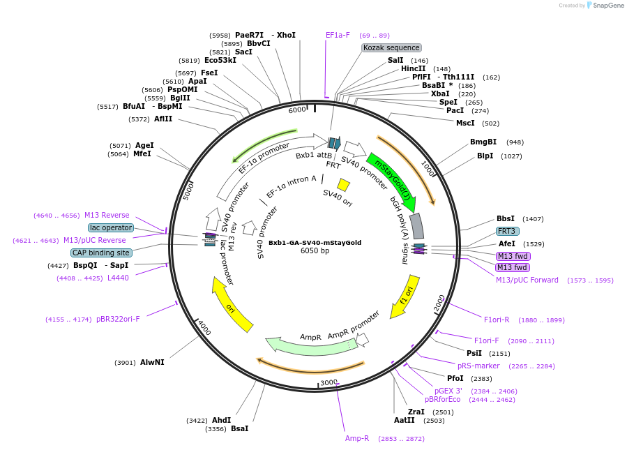241382-plasmid-map-sequence-id-485703