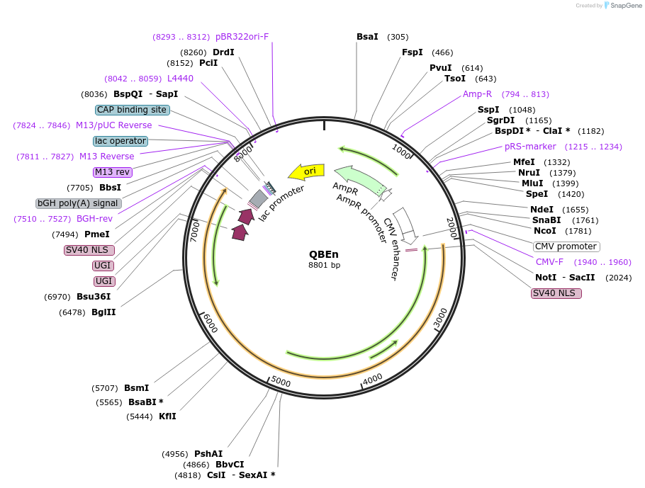 238002-plasmid-map-sequence-id-485708