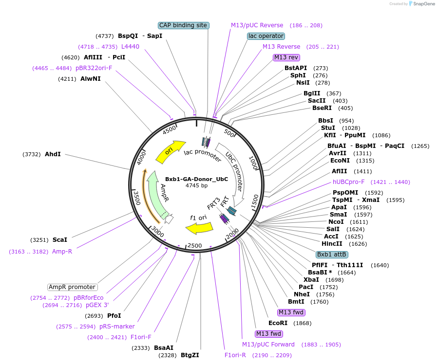 241375-plasmid-map-sequence-id-485723