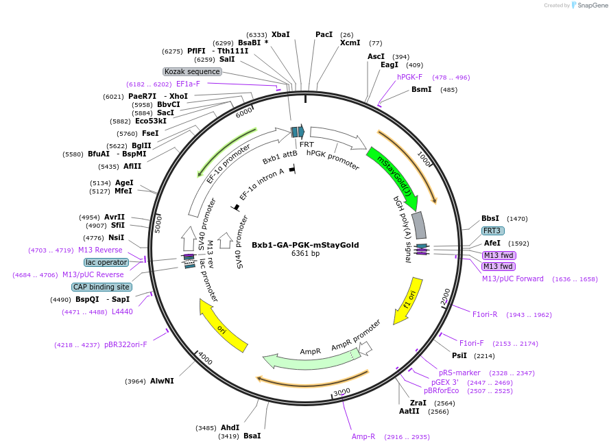 241384-plasmid-map-sequence-id-485724