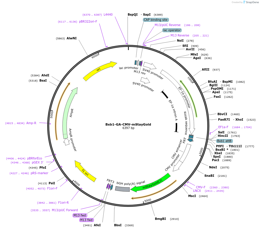 241383-plasmid-map-sequence-id-485725
