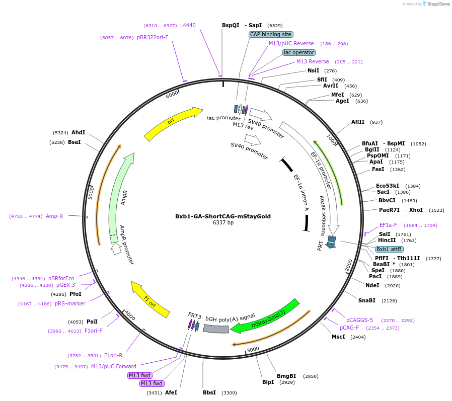 241385-plasmid-map-sequence-id-485727