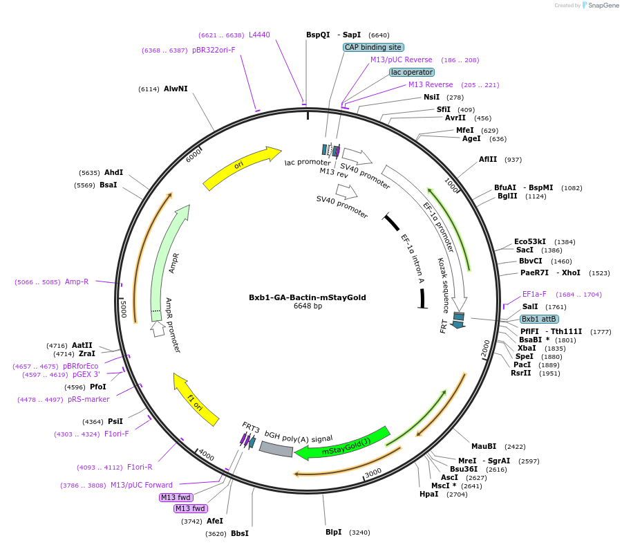 241380-plasmid-map-sequence-id-485728
