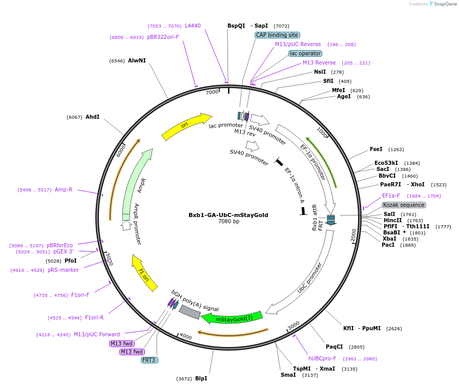 241378-plasmid-map-sequence-id-485729