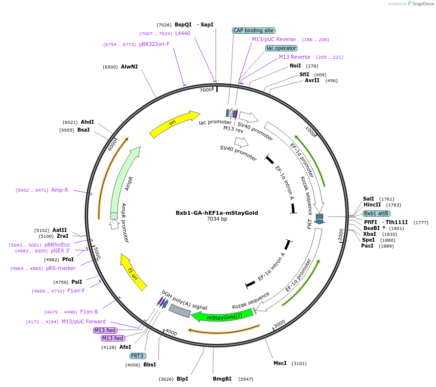241377-plasmid-map-sequence-id-485731