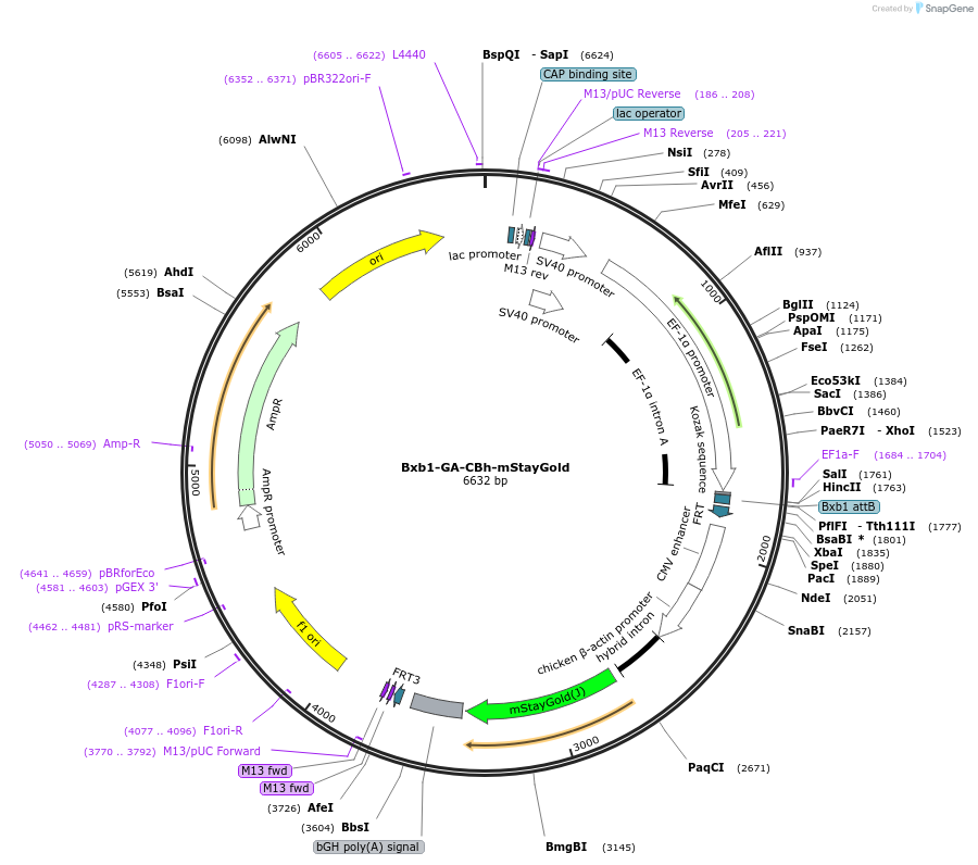 241379-plasmid-map-sequence-id-485732