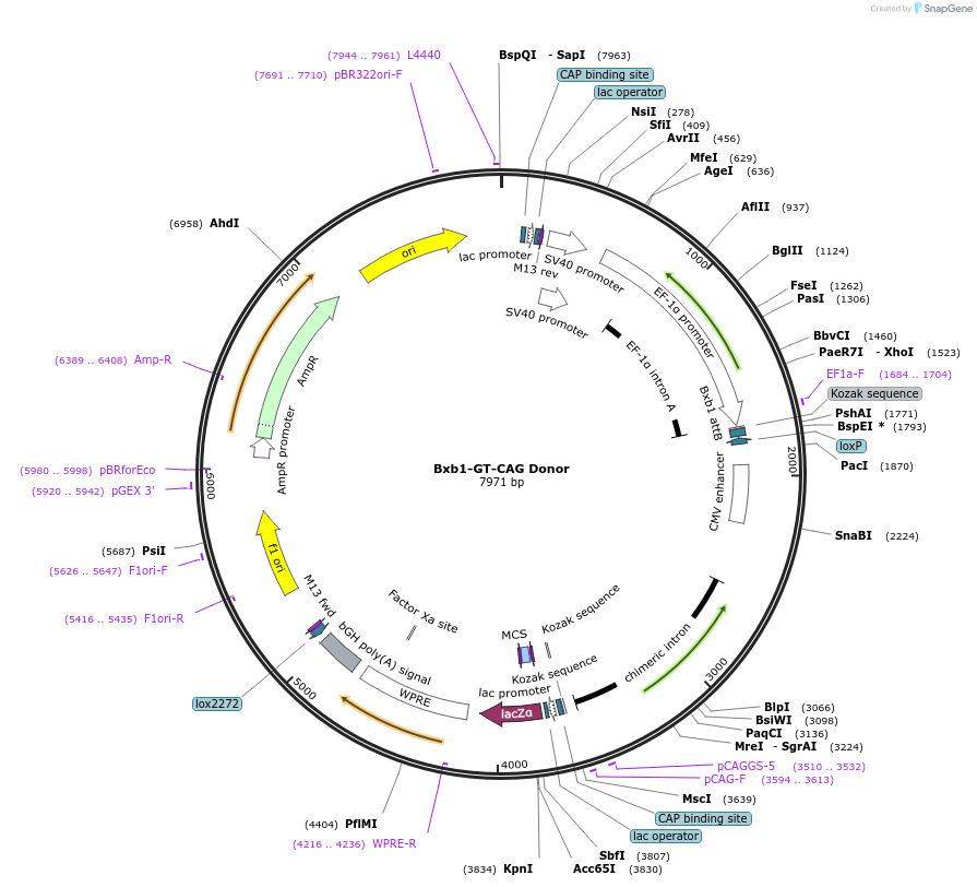 241373-plasmid-map-sequence-id-485733