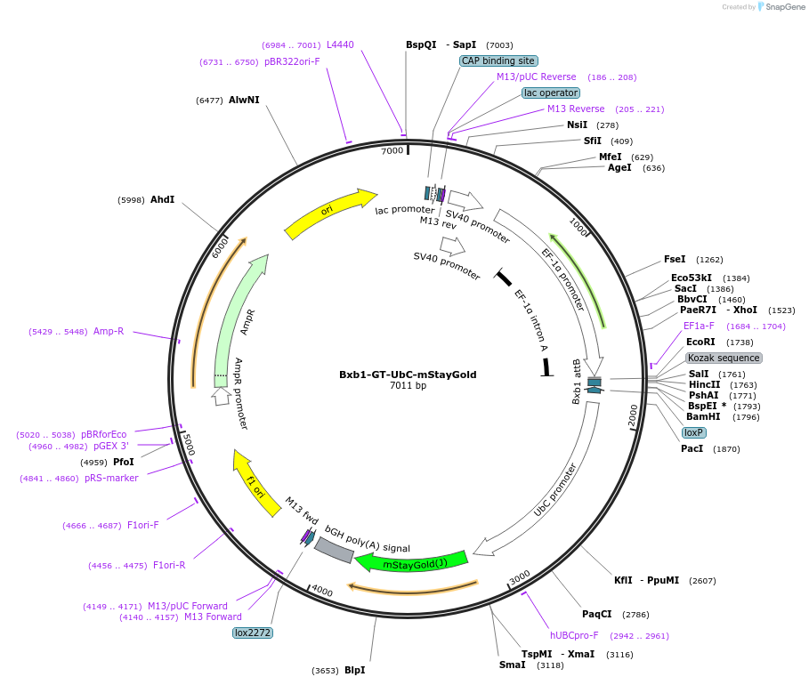 241389-plasmid-map-sequence-id-485735