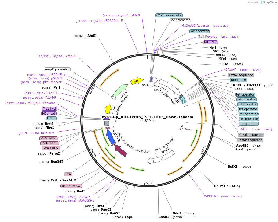 241395-plasmid-map-sequence-id-485738