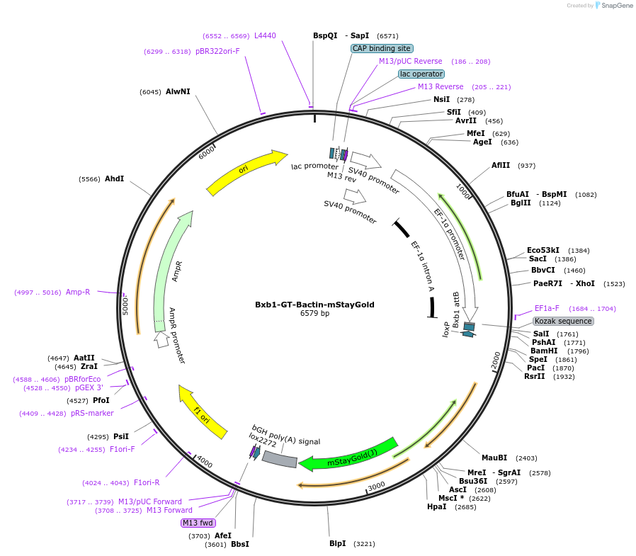 241391-plasmid-map-sequence-id-485739