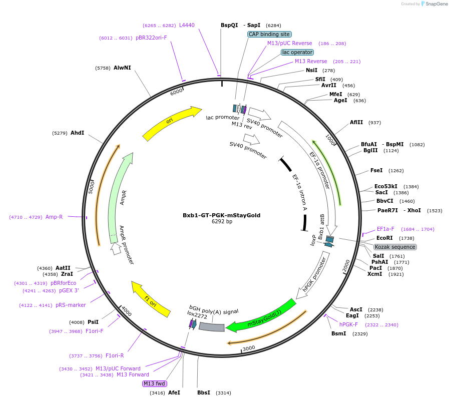 241392-plasmid-map-sequence-id-485740