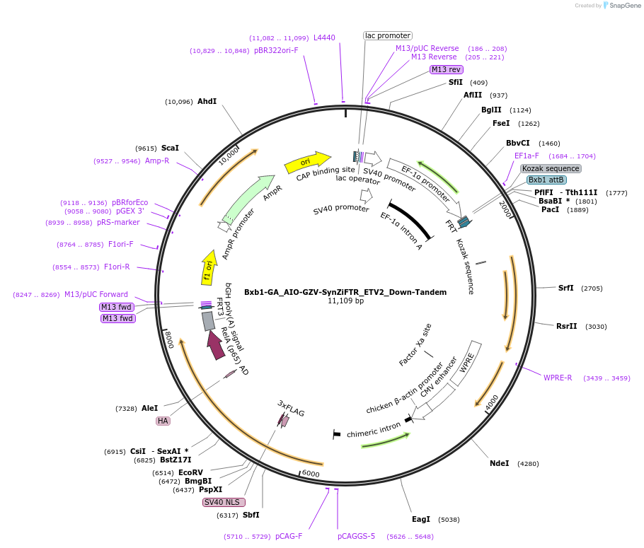 241394-plasmid-map-sequence-id-485741