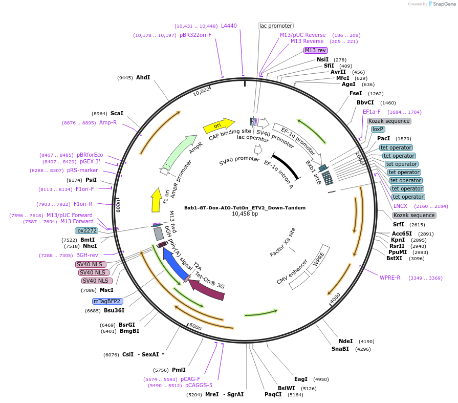 241393-plasmid-map-sequence-id-485743