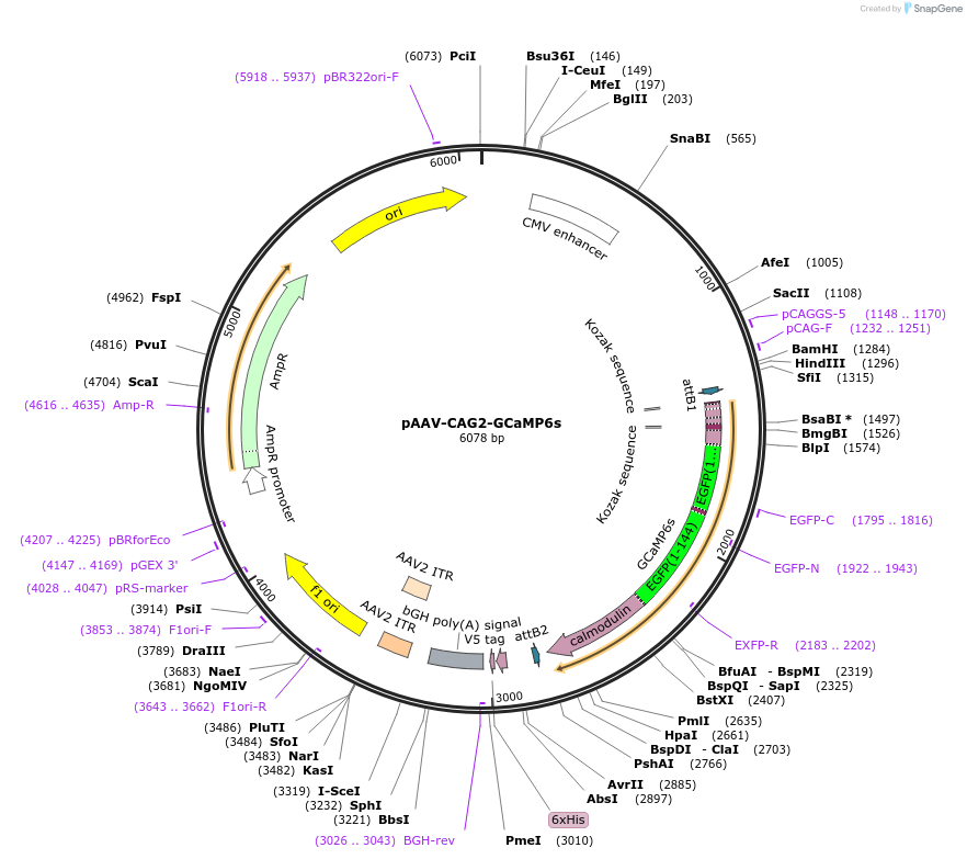 241022-plasmid-map-sequence-id-485792
