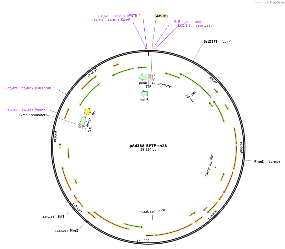 83276-plasmid-map-sequence-id-485796