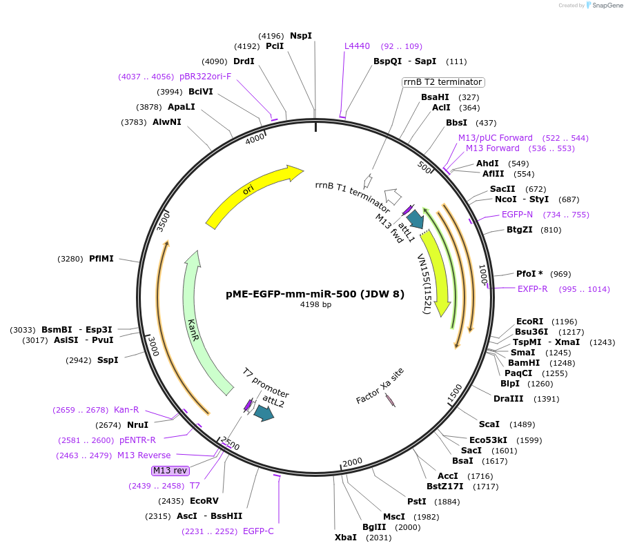 242563-plasmid-map-sequence-id-485805