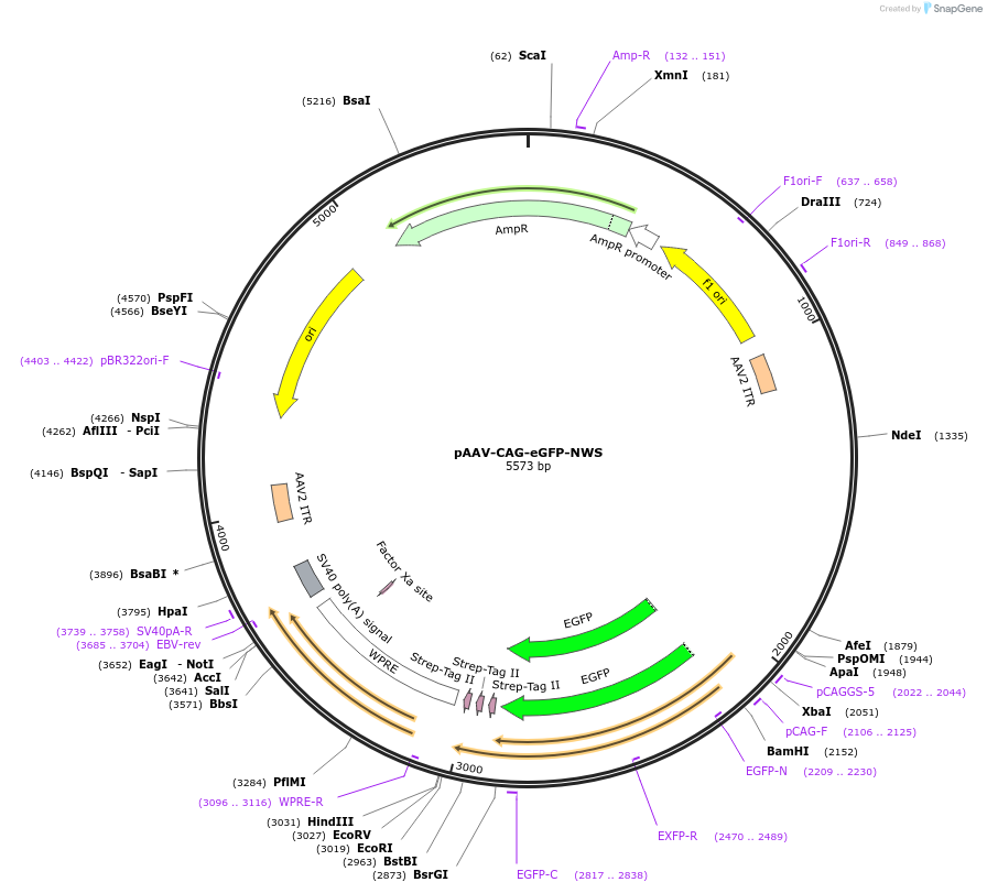 242772-plasmid-map-sequence-id-485807