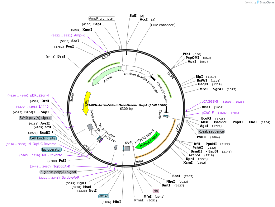 242589-plasmid-map-sequence-id-485808