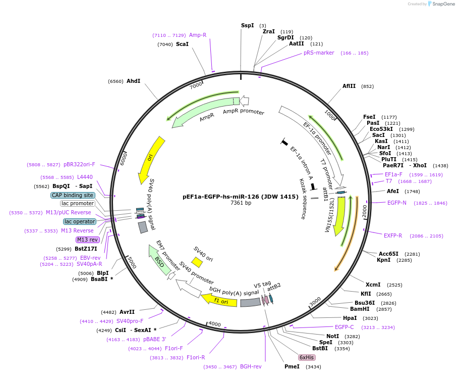 242581-plasmid-map-sequence-id-485809