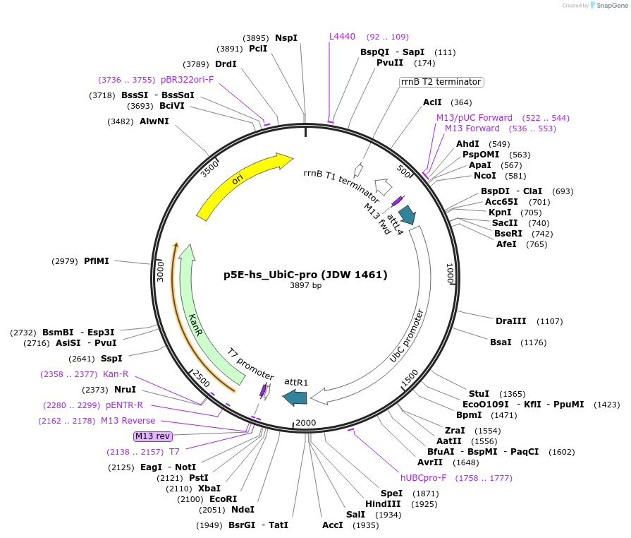242547-plasmid-map-sequence-id-485817