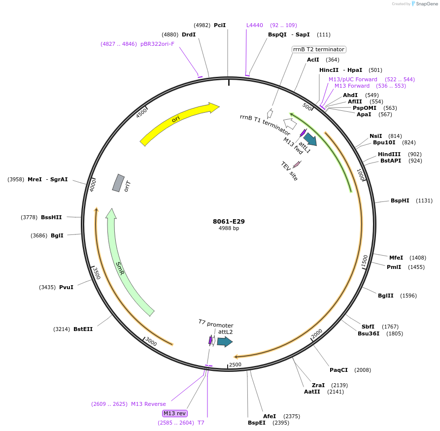 234266-plasmid-map-sequence-id-485831