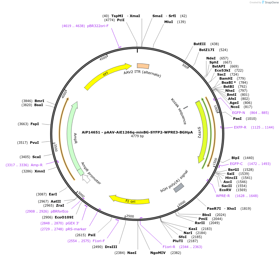 243312-plasmid-map-sequence-id-485866