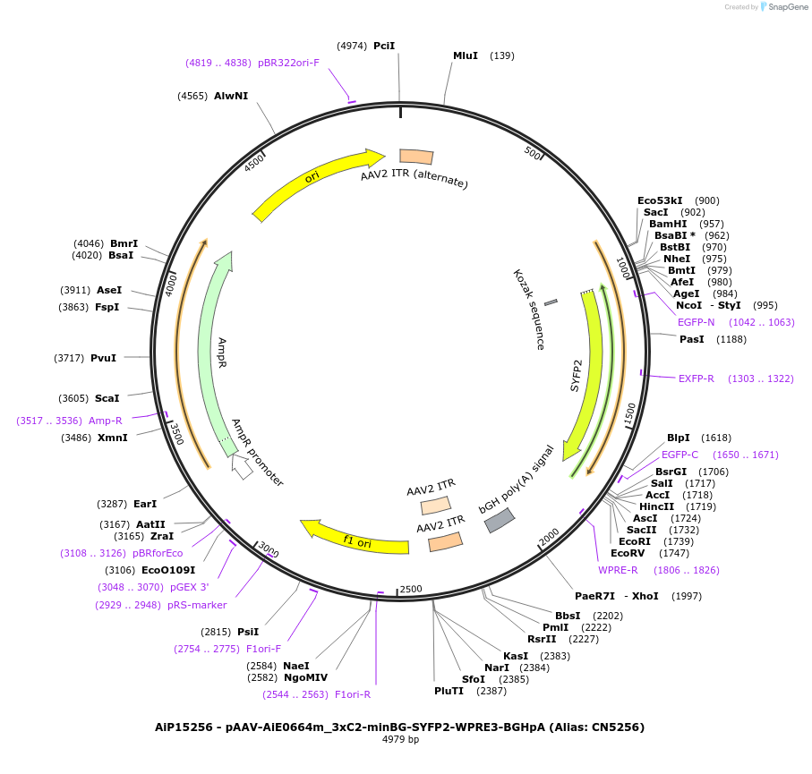 229931-plasmid-map-sequence-id-485887