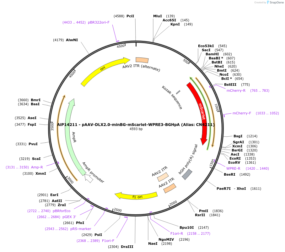 229936-plasmid-map-sequence-id-485889