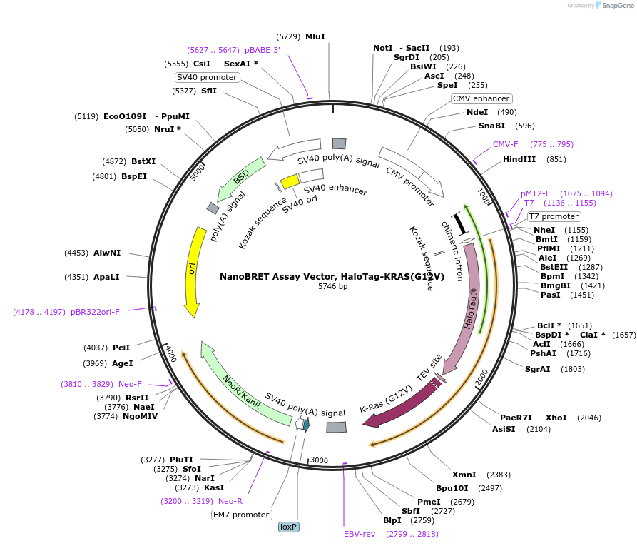 238570-plasmid-map-sequence-id-485890
