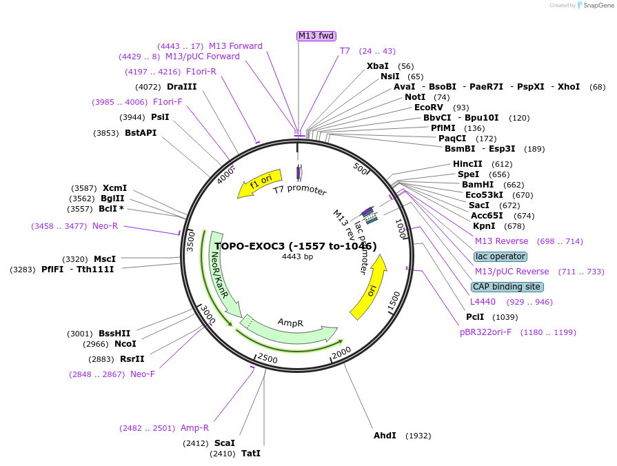 226446-plasmid-map-sequence-id-485897