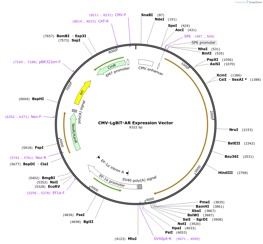 237117-plasmid-map-sequence-id-485900