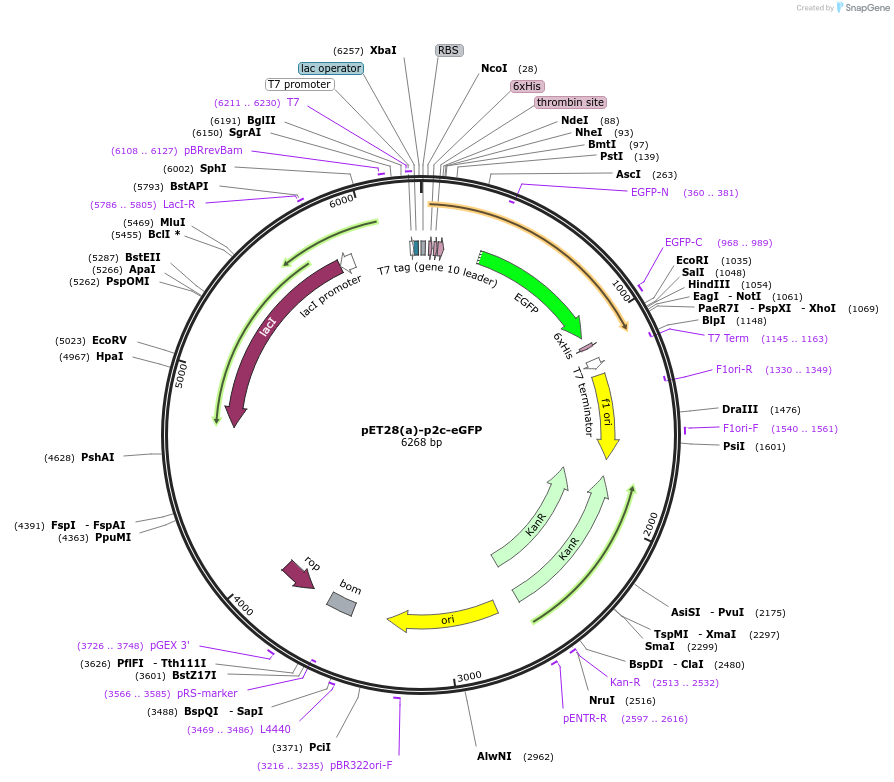 242758-plasmid-map-sequence-id-485904