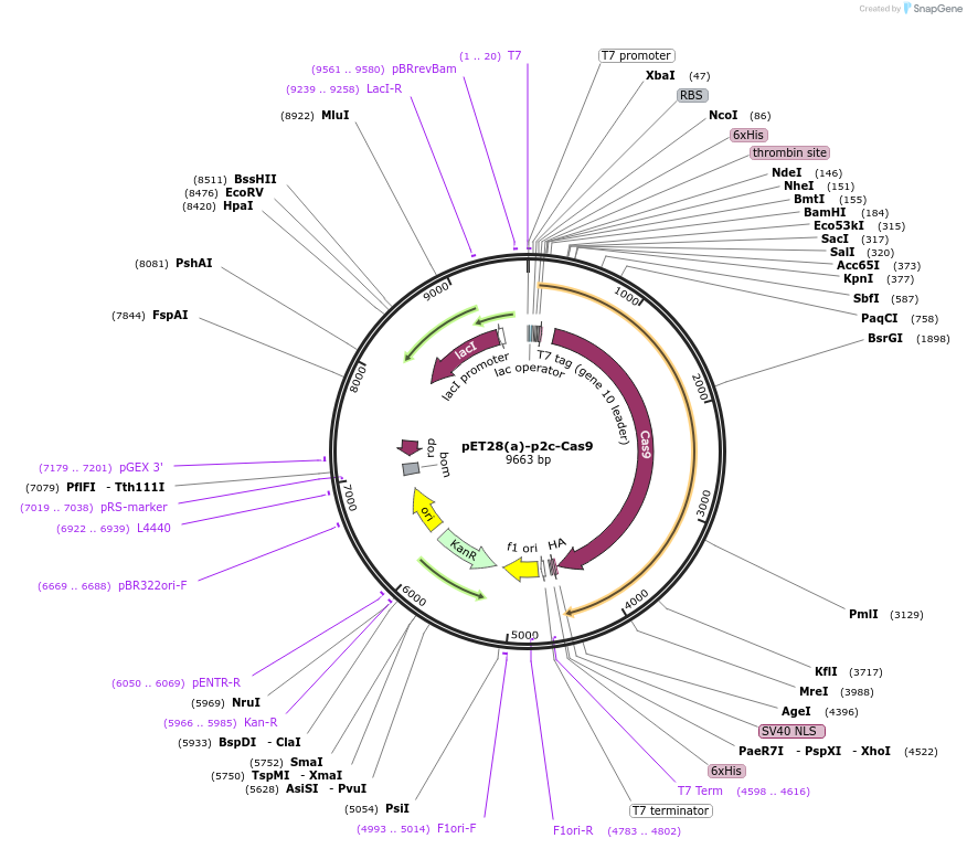 242759-plasmid-map-sequence-id-485905