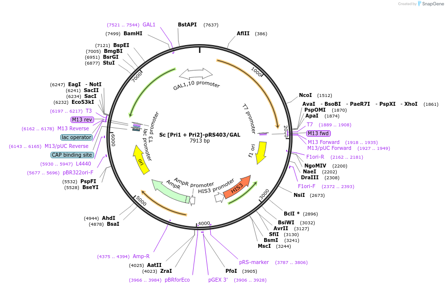 241977-plasmid-map-sequence-id-485915