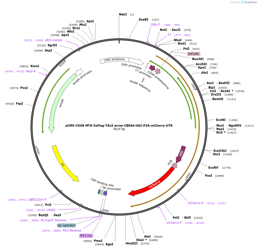 235202-plasmid-map-sequence-id-485967
