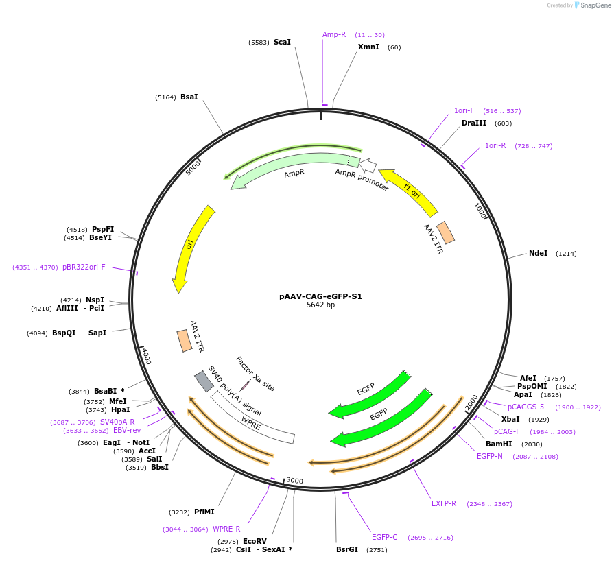 242775-plasmid-map-sequence-id-485971