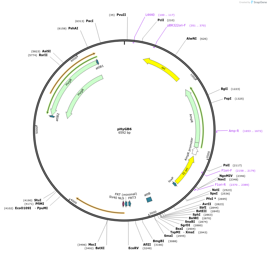 244894-plasmid-map-sequence-id-485981