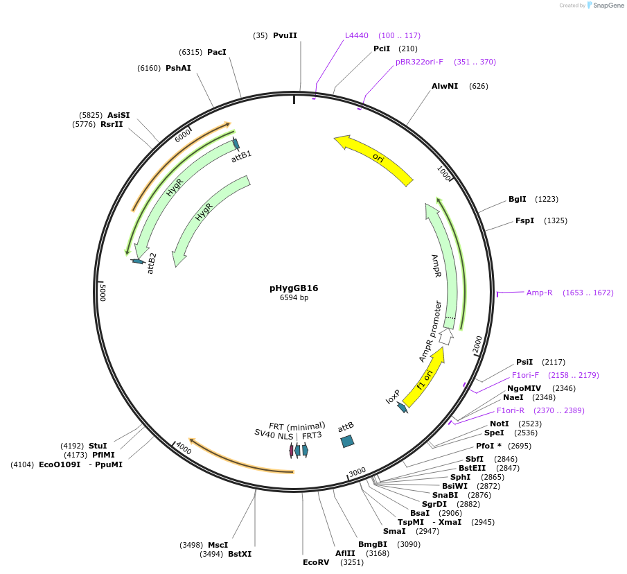 244896-plasmid-map-sequence-id-485985