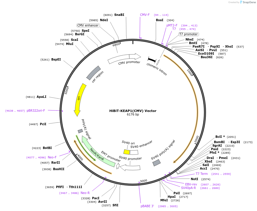 238612-plasmid-map-sequence-id-485987