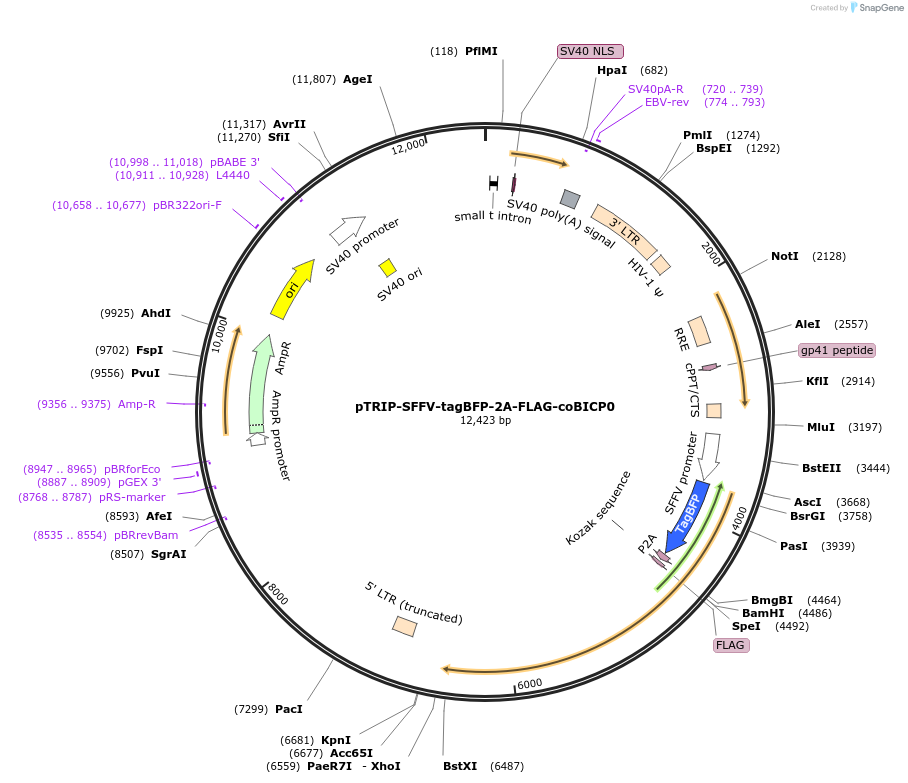 235543-plasmid-map-sequence-id-485992