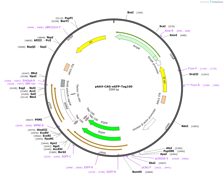 242779-plasmid-map-sequence-id-485993