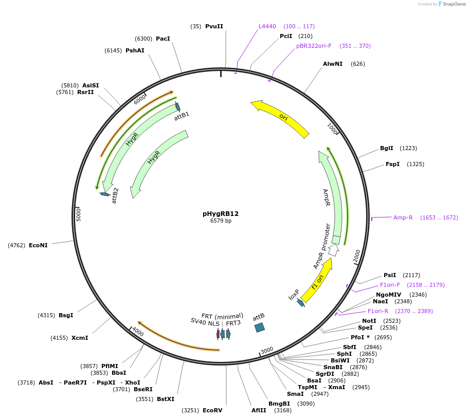 244899-plasmid-map-sequence-id-485995