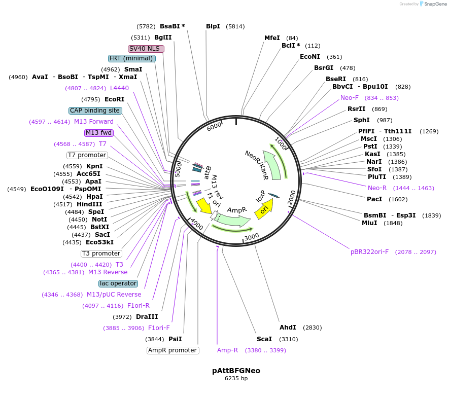 244925-plasmid-map-sequence-id-486006